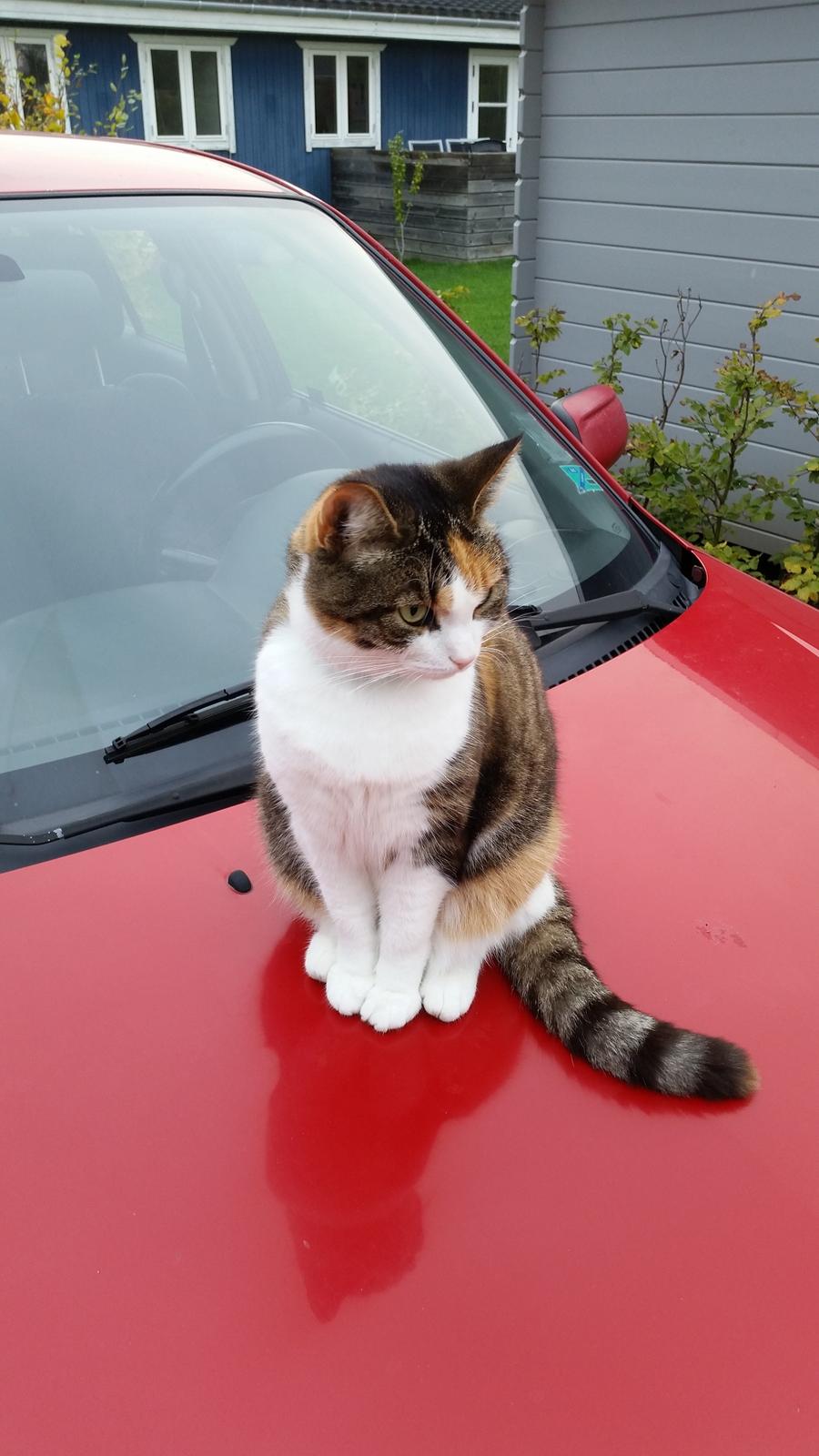 Huskat Chili - her er ingen ridser i lakken billede 14