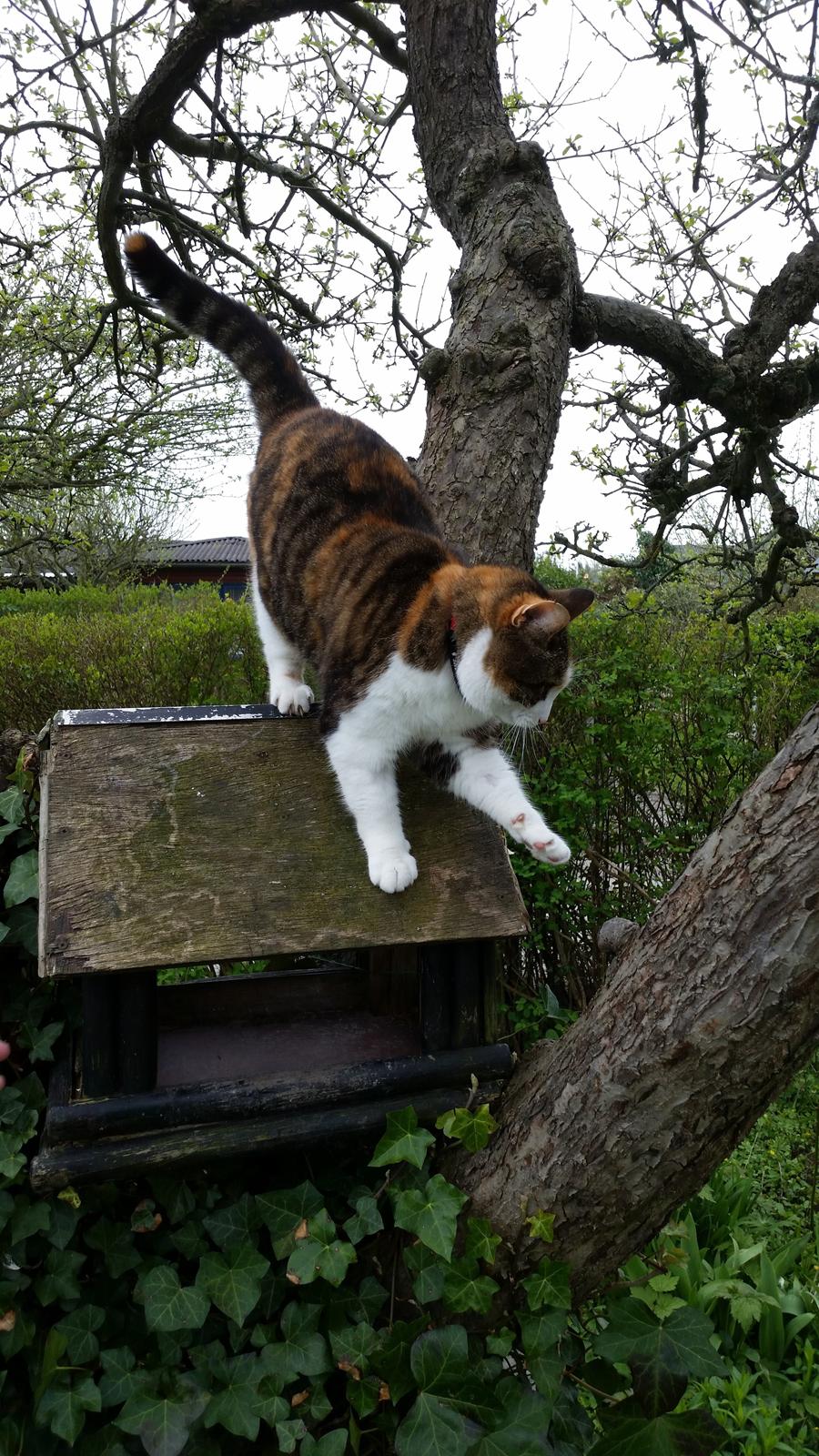 Huskat Chili - sjovt nok er der ingen fugle i fuglehuset billede 4