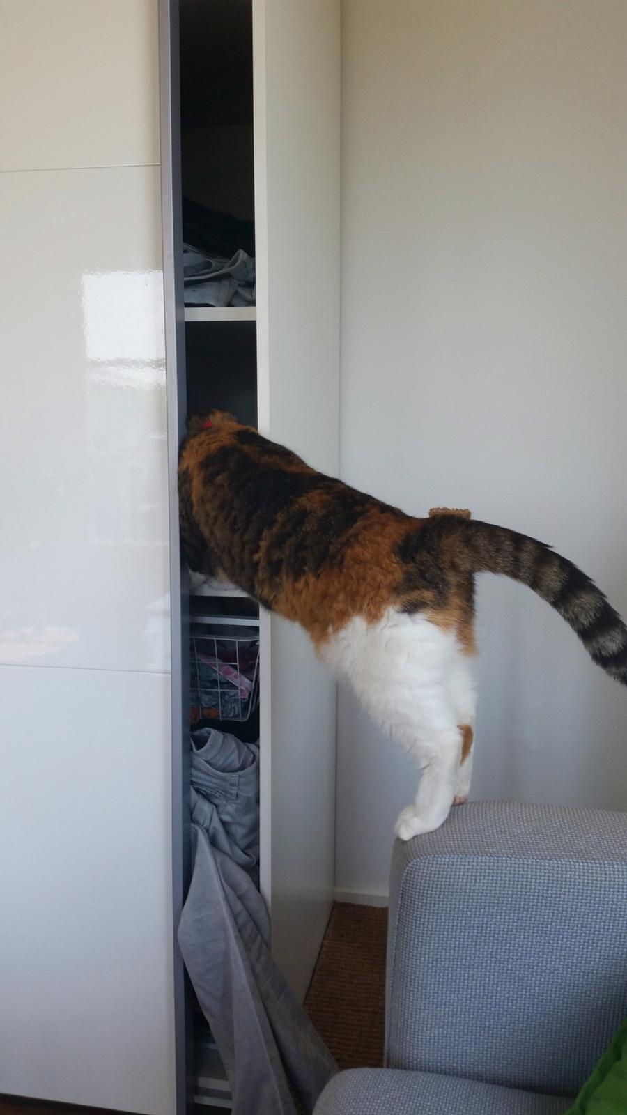 Huskat Chili - yes ind i skabet og godnat billede 5