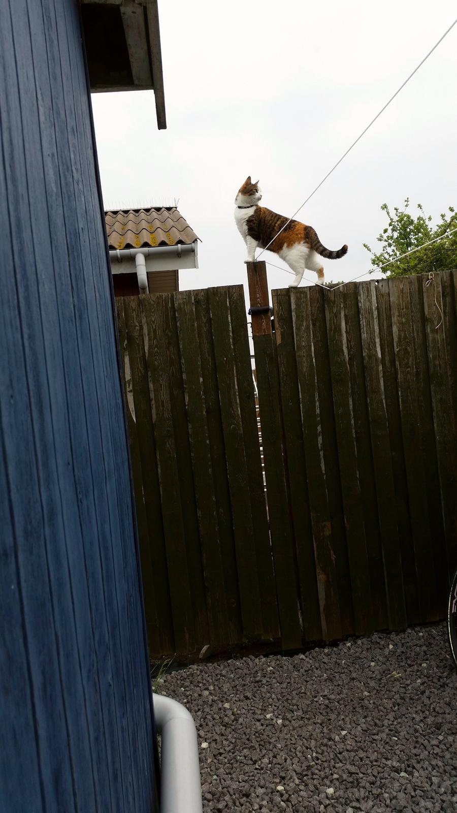 Huskat Chili - kommer i så eller hva` billede 6