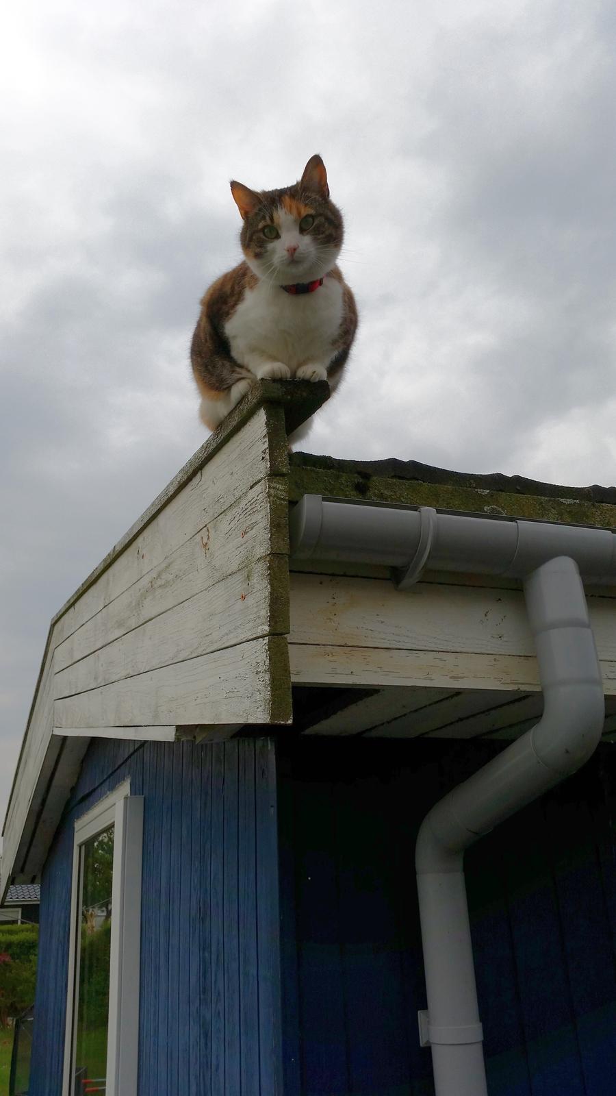 Huskat Chili - herligt overblik billede 7