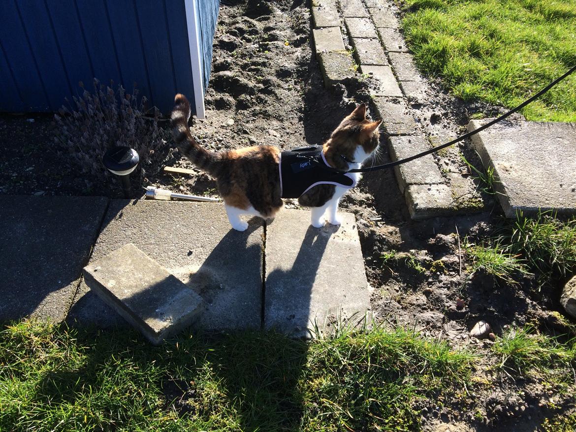 Huskat Chili - træning i sele inden jeg bliver sluppet fri,meeen så fedt er det heller ikke billede 27