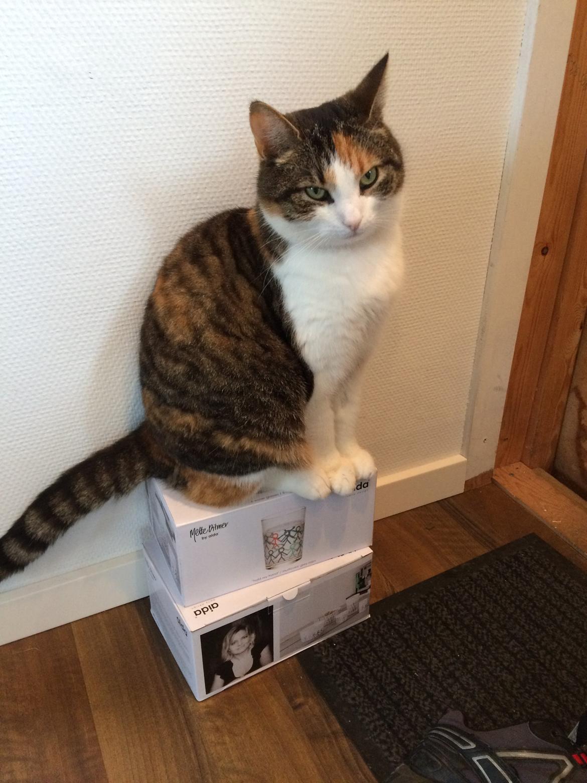 Huskat Chili - jeg er alligevel ikke så bredrøvet billede 29