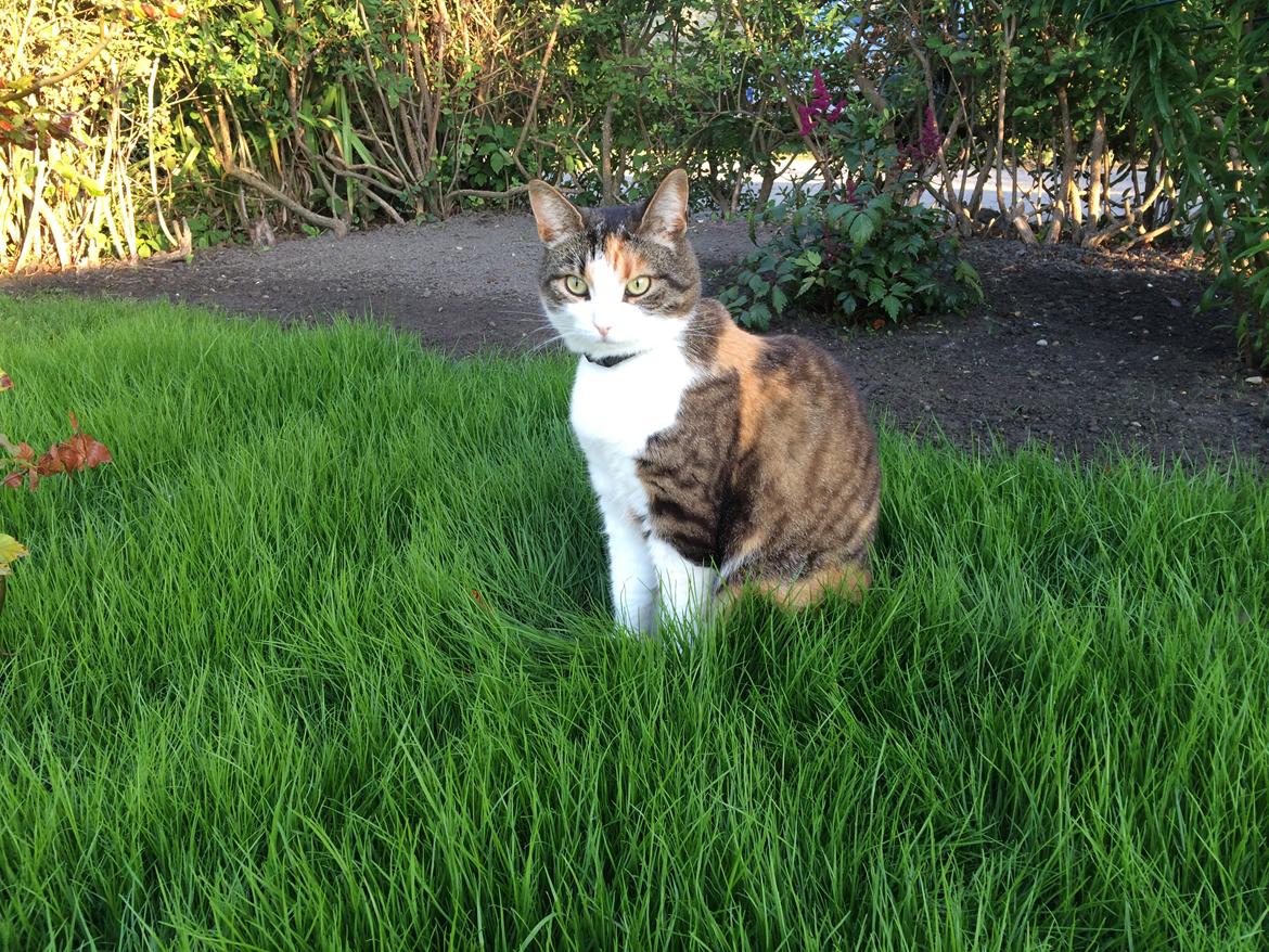 Huskat Chili - cool nok,de har ladet mit kattegræs gro billede 1