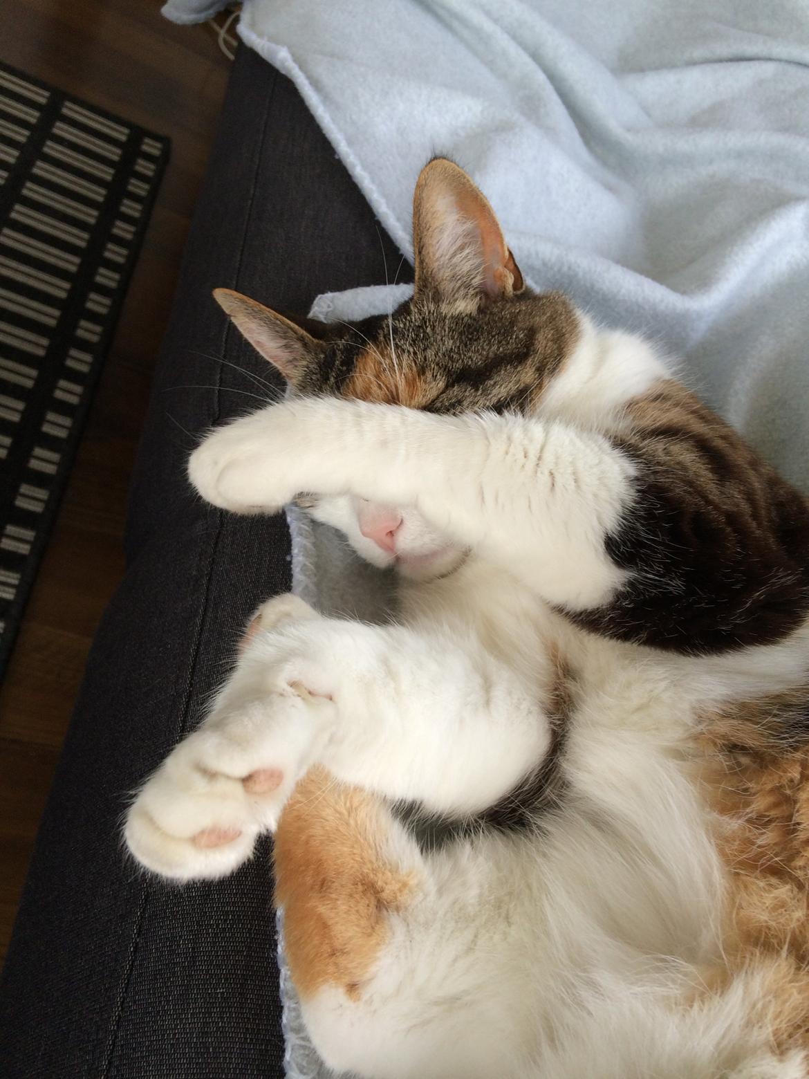 Huskat Chili - kan man snart få lidt fred for fotografen billede 40