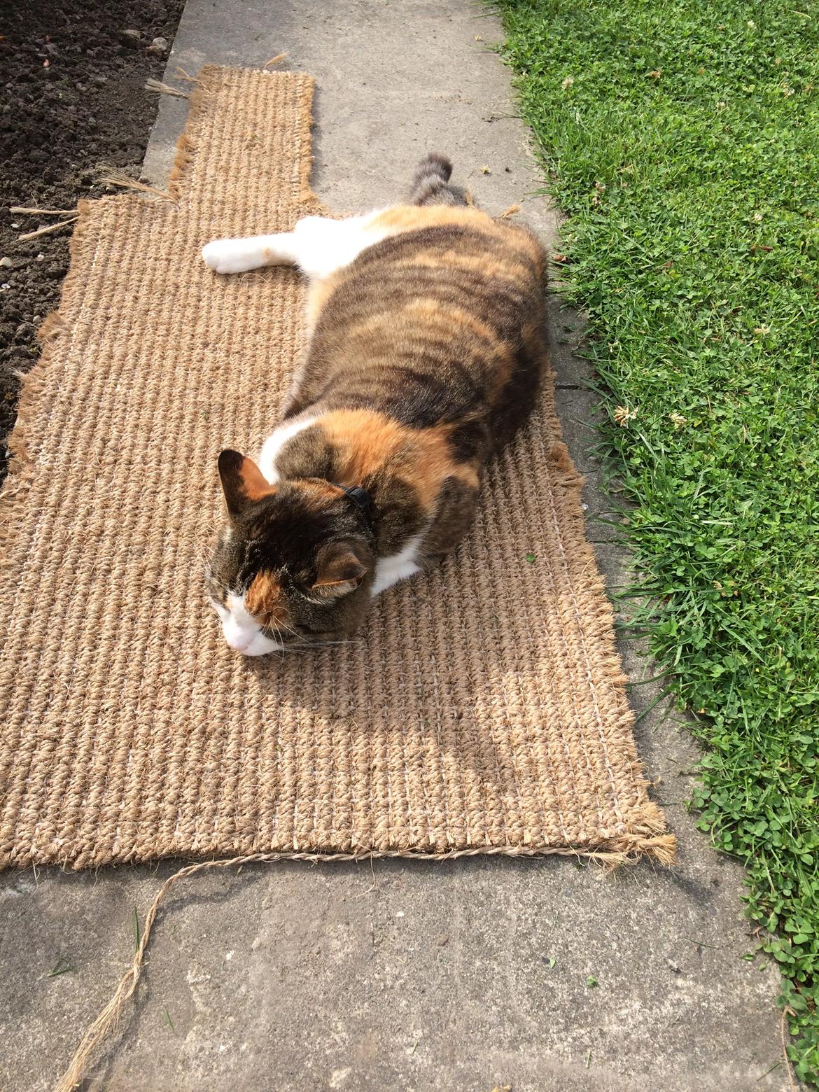 Huskat Chili - der er søreme en rest tilbage fra mine kradsetræer billede 41