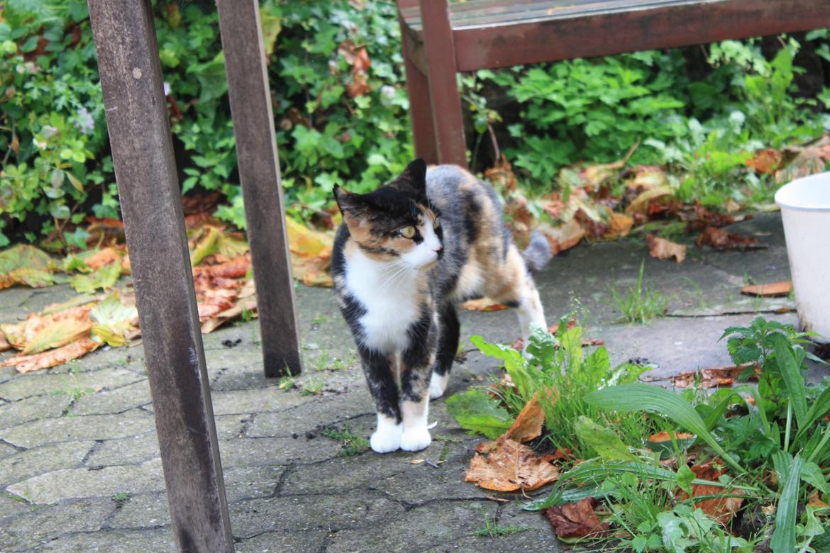 Huskat Tippi (Mormis) [Himmelkat] billede 2