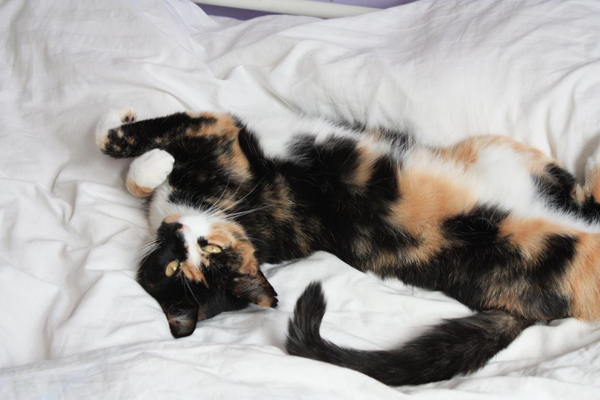 Huskat Tippi (Mormis) [Himmelkat] billede 8