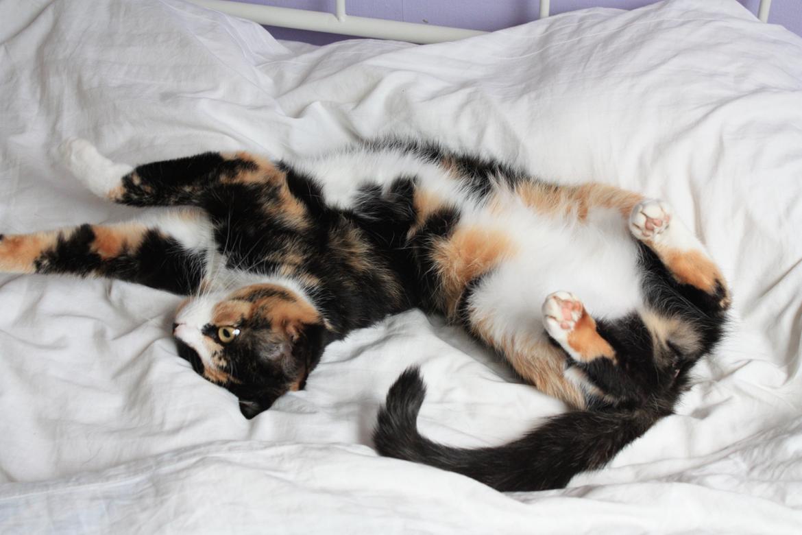 Huskat Tippi (Mormis) [Himmelkat] billede 1