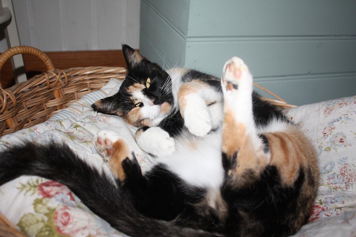 Huskat Tippi (Mormis) [Himmelkat] billede 11