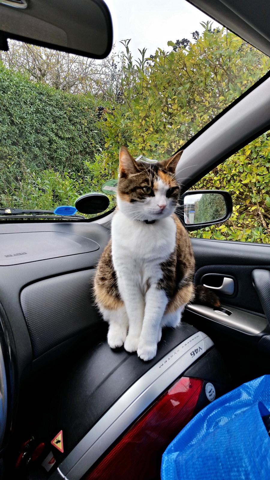 Huskat Chili - Jeg er til stor hjælp når bilen pakkes billede 3