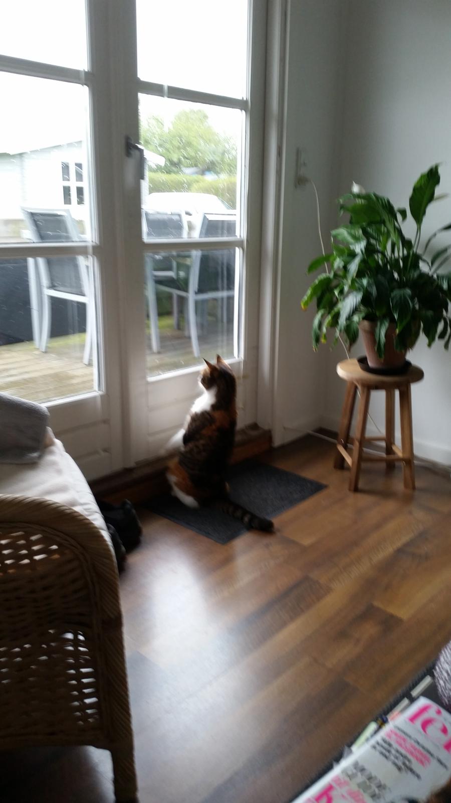 Huskat Chili - sådan skal ryggen se ud når der trænes dødløft.Pyt med at man ligner en surikat billede 46