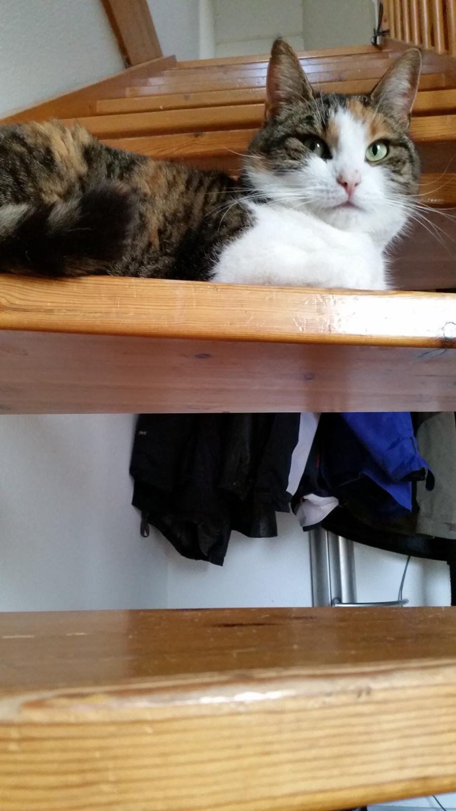 Huskat Chili - her kan de ikke komme uden om mig billede 45