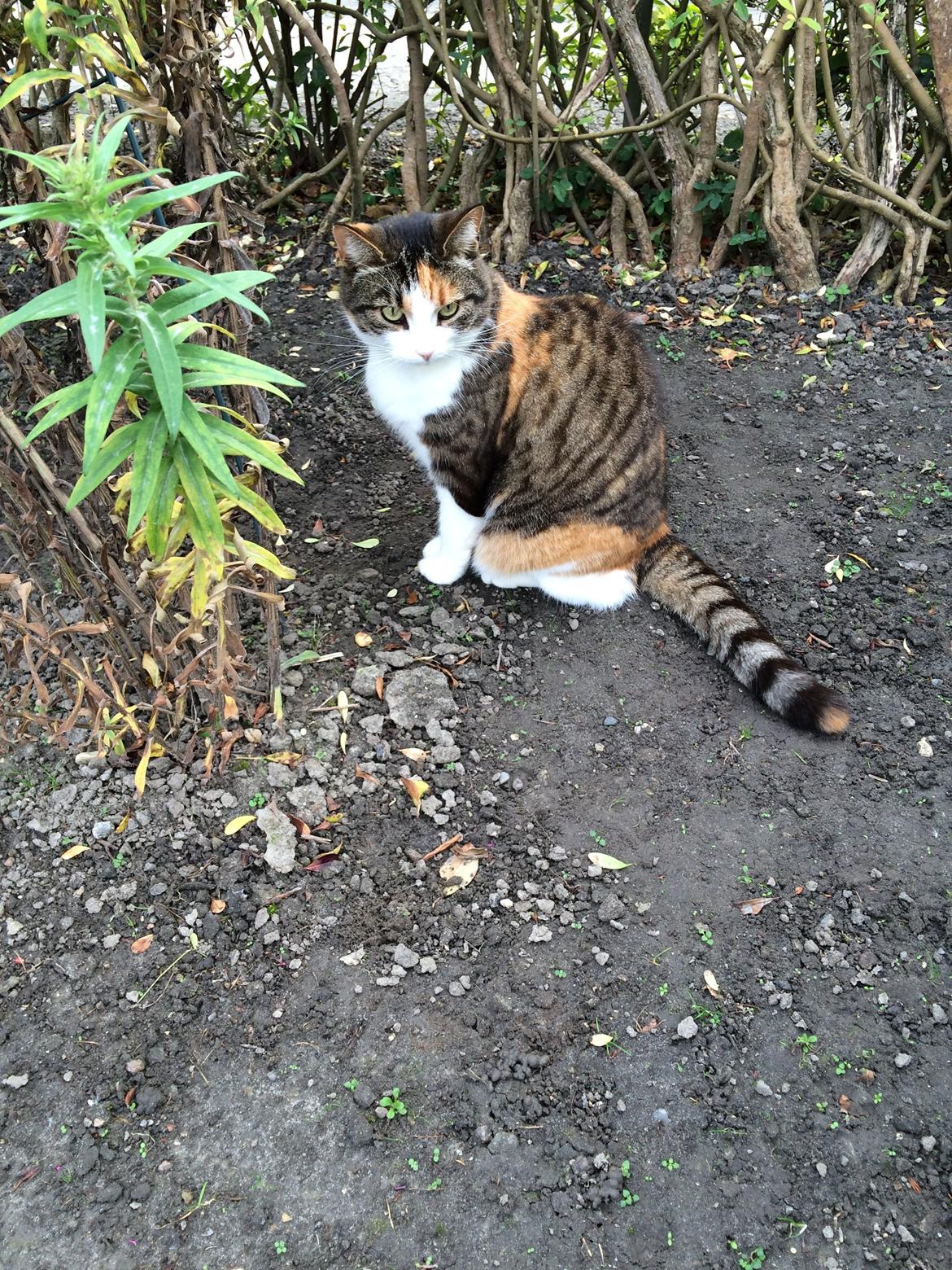 Huskat Chili - hvad øhh,kan den ædes den der ? billede 44