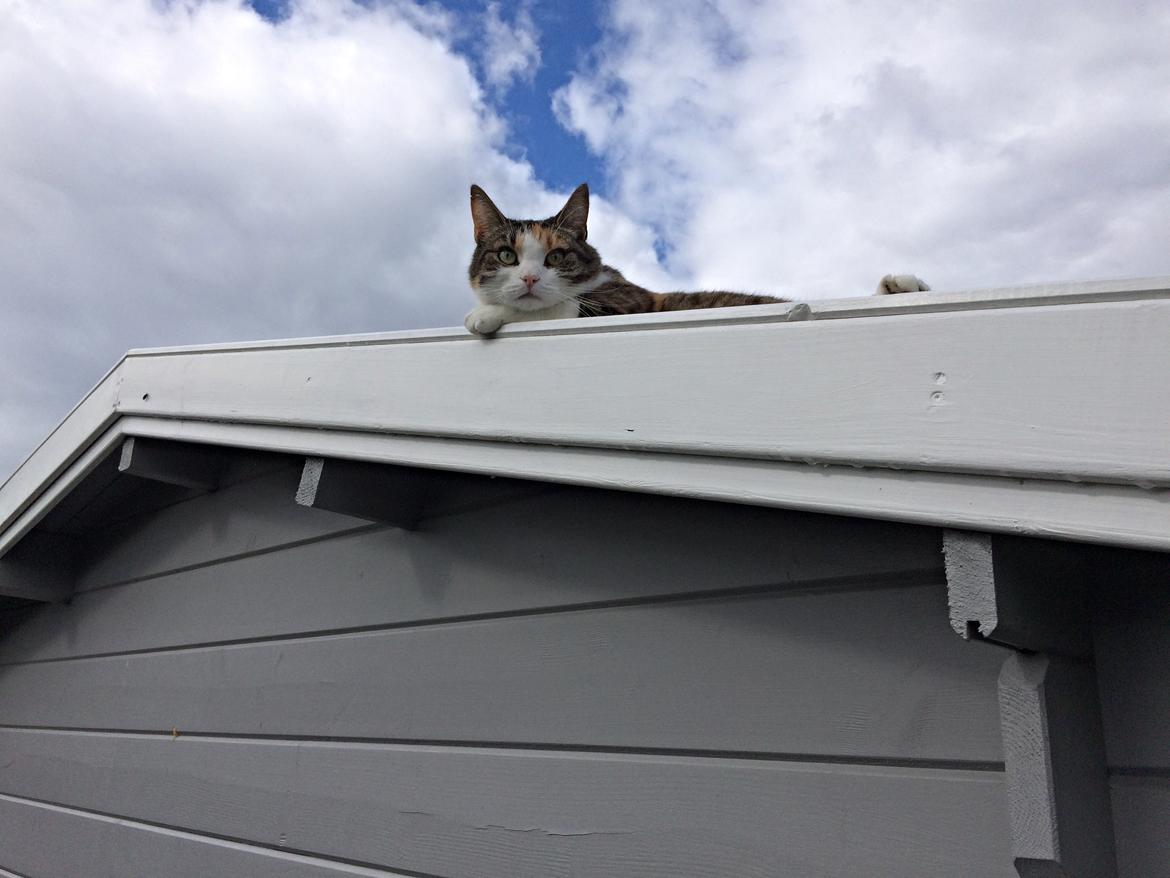 Huskat Chili - du skal være velkommen,hvis du kan komme herop billede 43