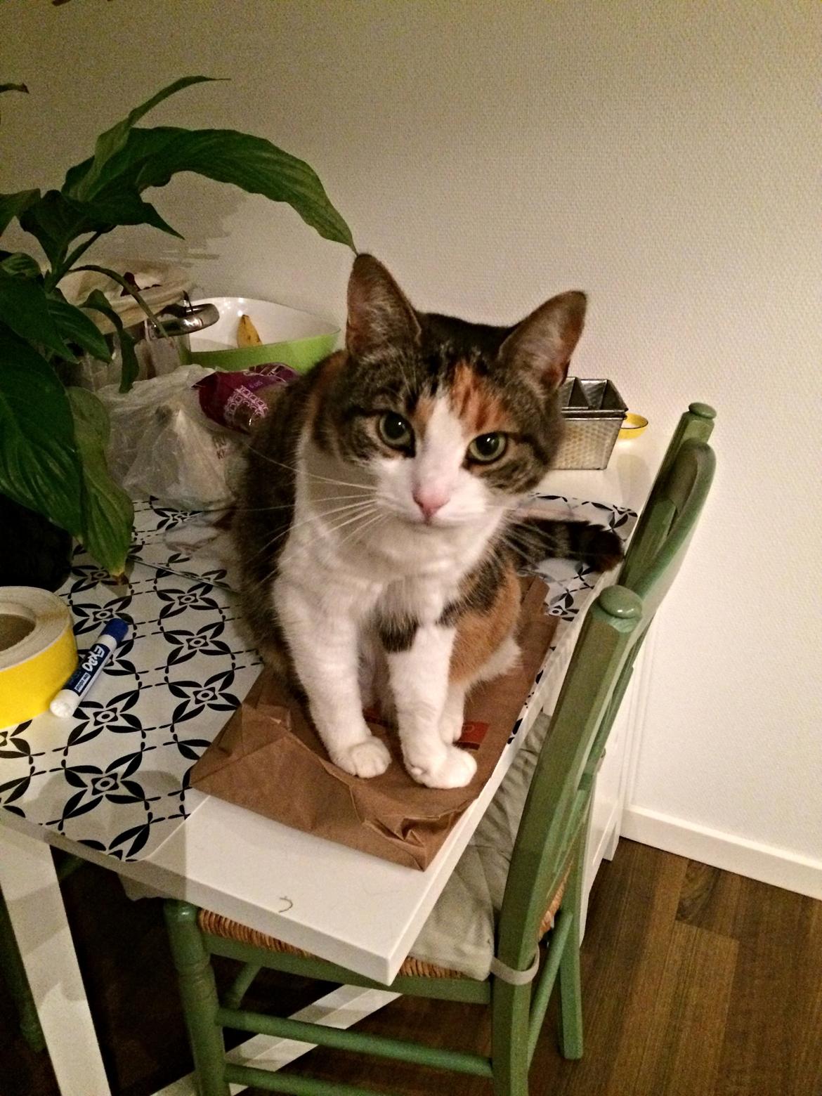 Huskat Chili - jeg elsker alle poser billede 42