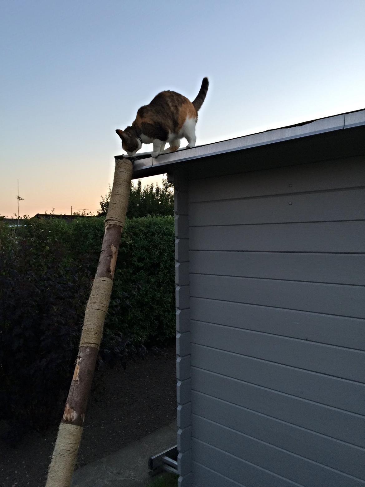 Huskat Chili - hmm,jeg syntes det var nemmere at komme op billede 39