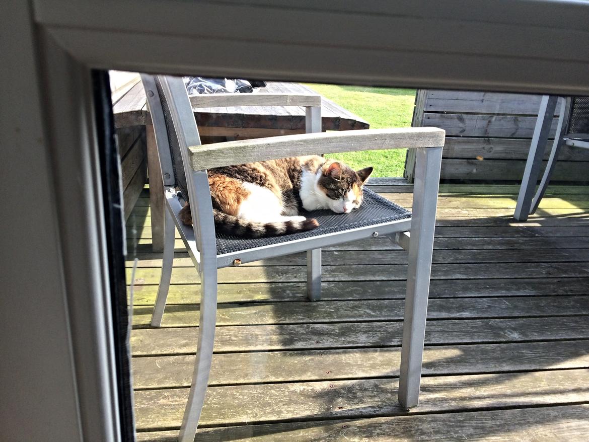 Huskat Chili - ja ja far der er flere stole og du var jo også væk i hvert fald i to minutter billede 38