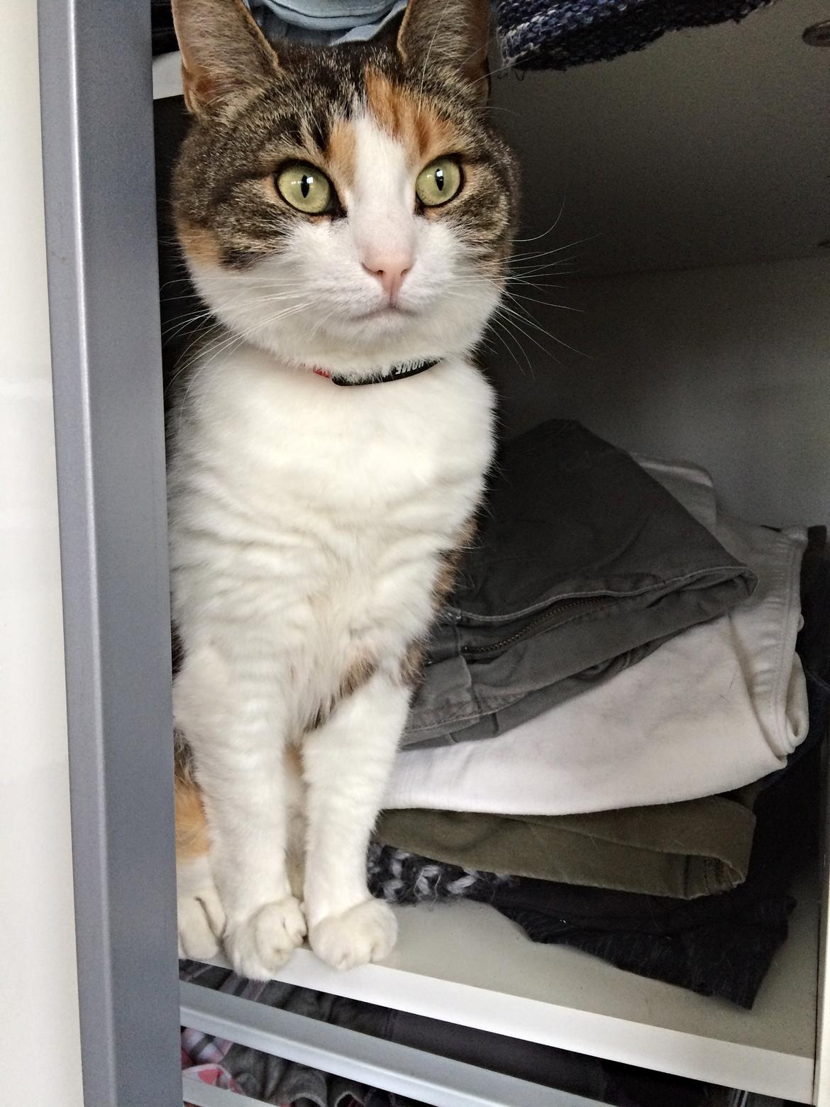 Huskat Chili - kommer der nogen ? billede 37