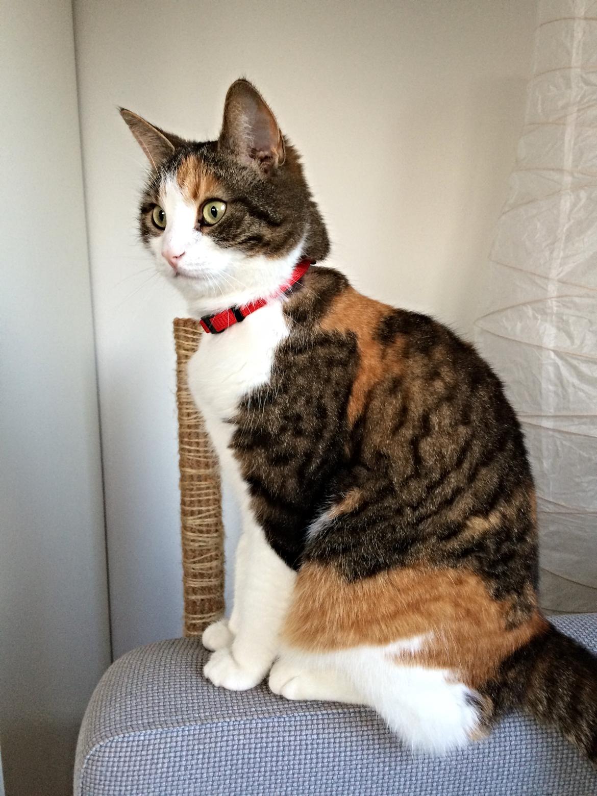 Huskat Chili - ja ja det røde halsbånd har jeg altså smidt væk nu billede 36