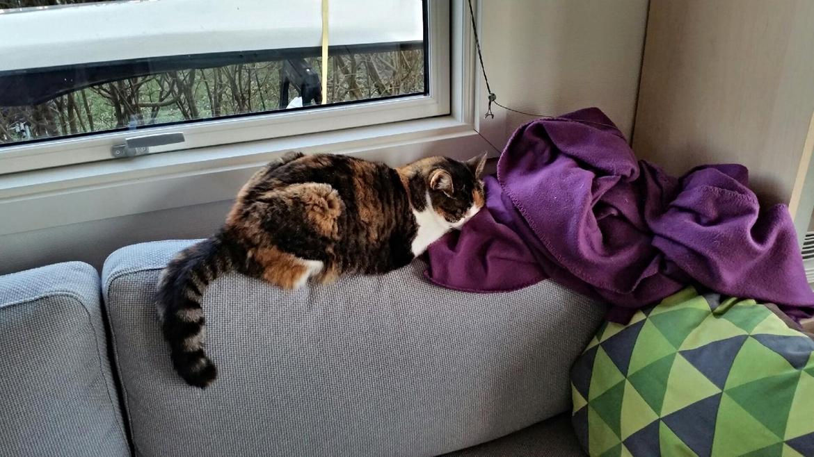 Huskat Chili - pokkers,nu faldt jeg igen i søvn,men den plaid dufter af mor billede 34