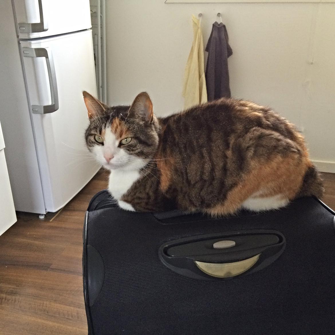 Huskat Chili - gad vide om mor dropper ferien hvis jeg bliver liggende billede 33