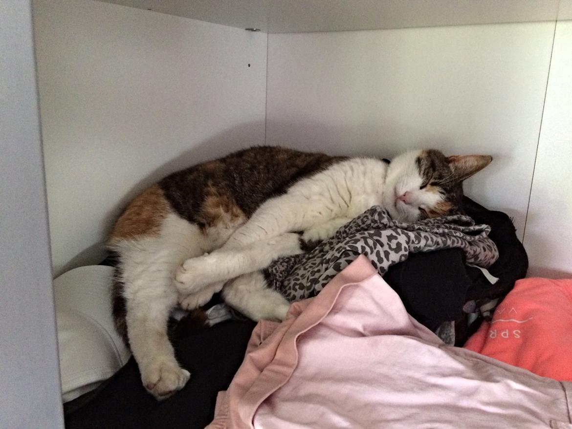 Huskat Chili - jeg sørger for mor aldrig fryser,der er masser af pels i hendes tøj billede 32