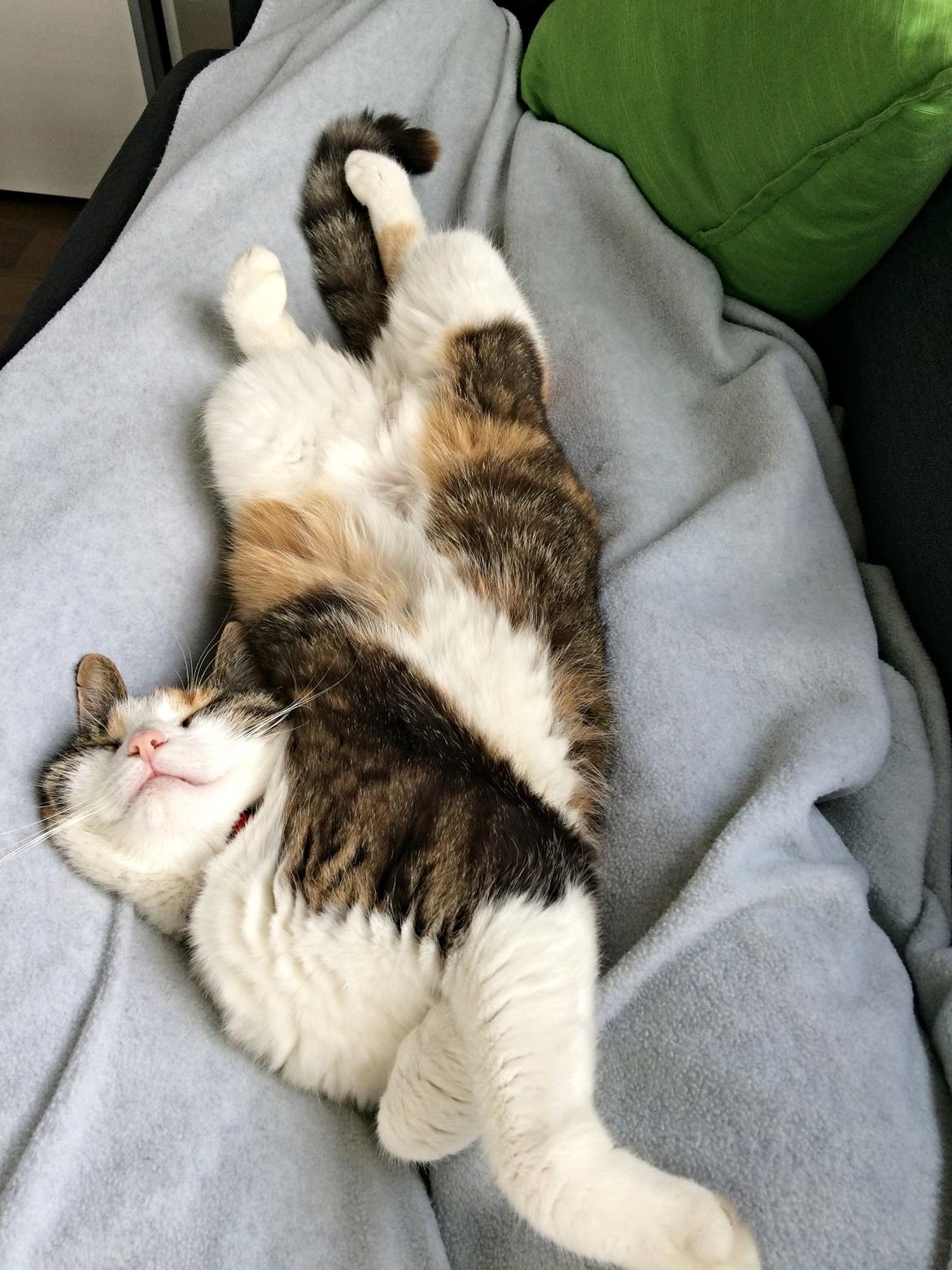 Huskat Chili - må hellere få lavet de rygøvelser billede 31