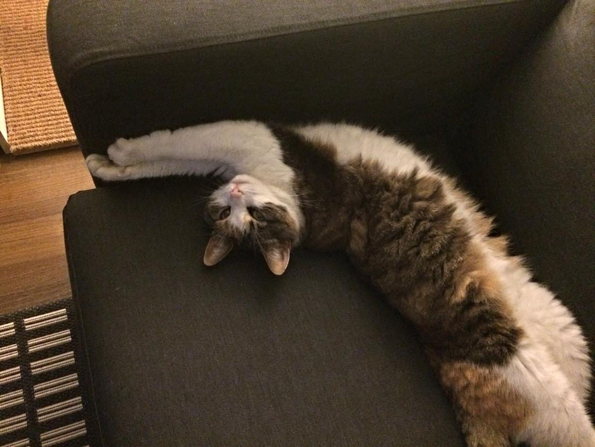 Huskat Chili - har i set mig ? billede 30