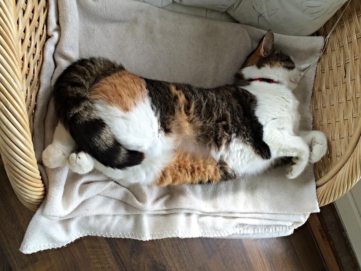 Huskat Chili - må hellere tage en lur igen billede 28