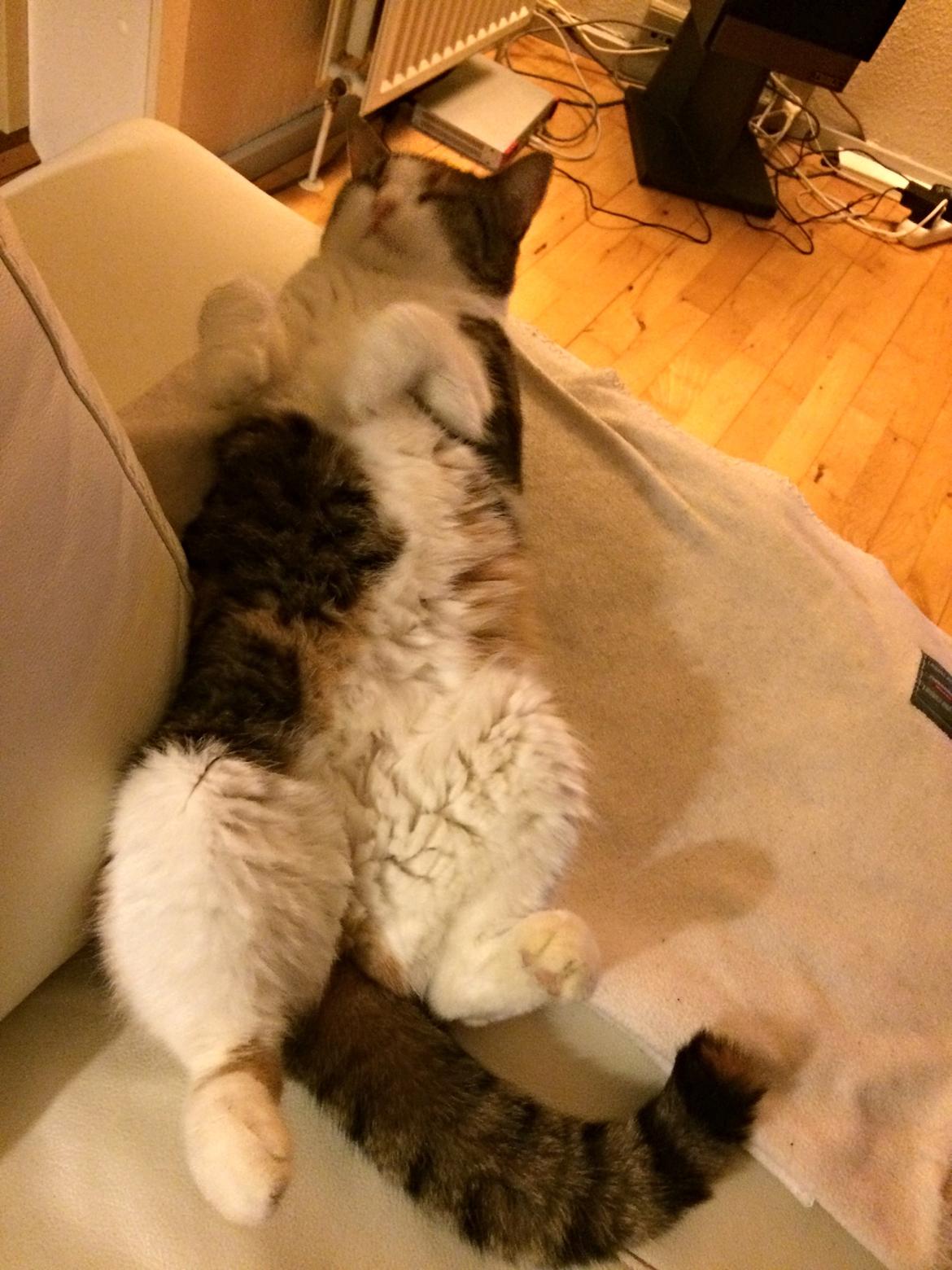 Huskat Chili - knap så meget hopla her billede 26