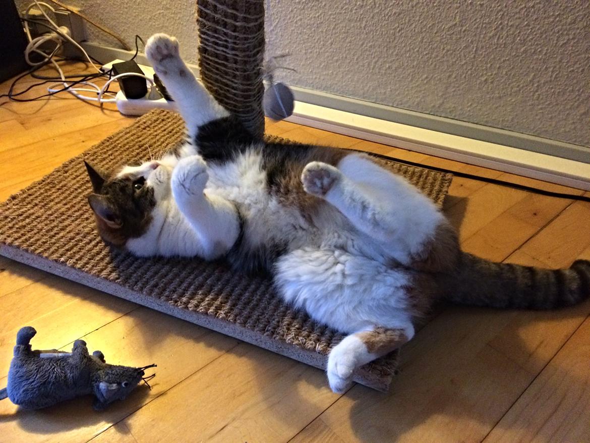 Huskat Chili - så er jeg i hopla billede 25