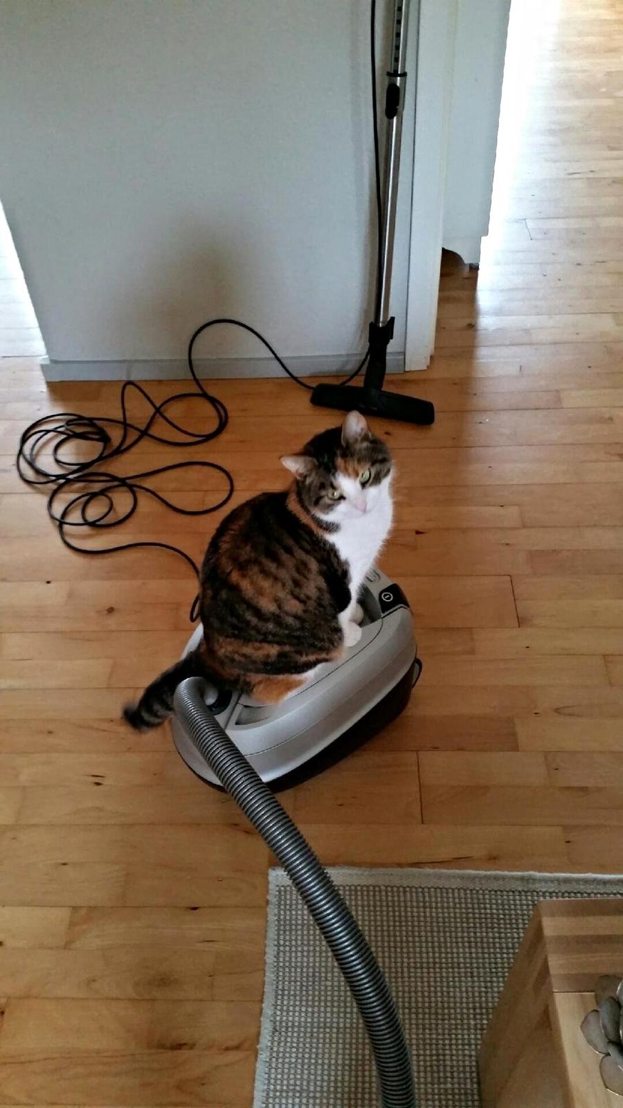 Huskat Chili - jeg er meget huslig og hjælper til hvor jeg kan billede 24