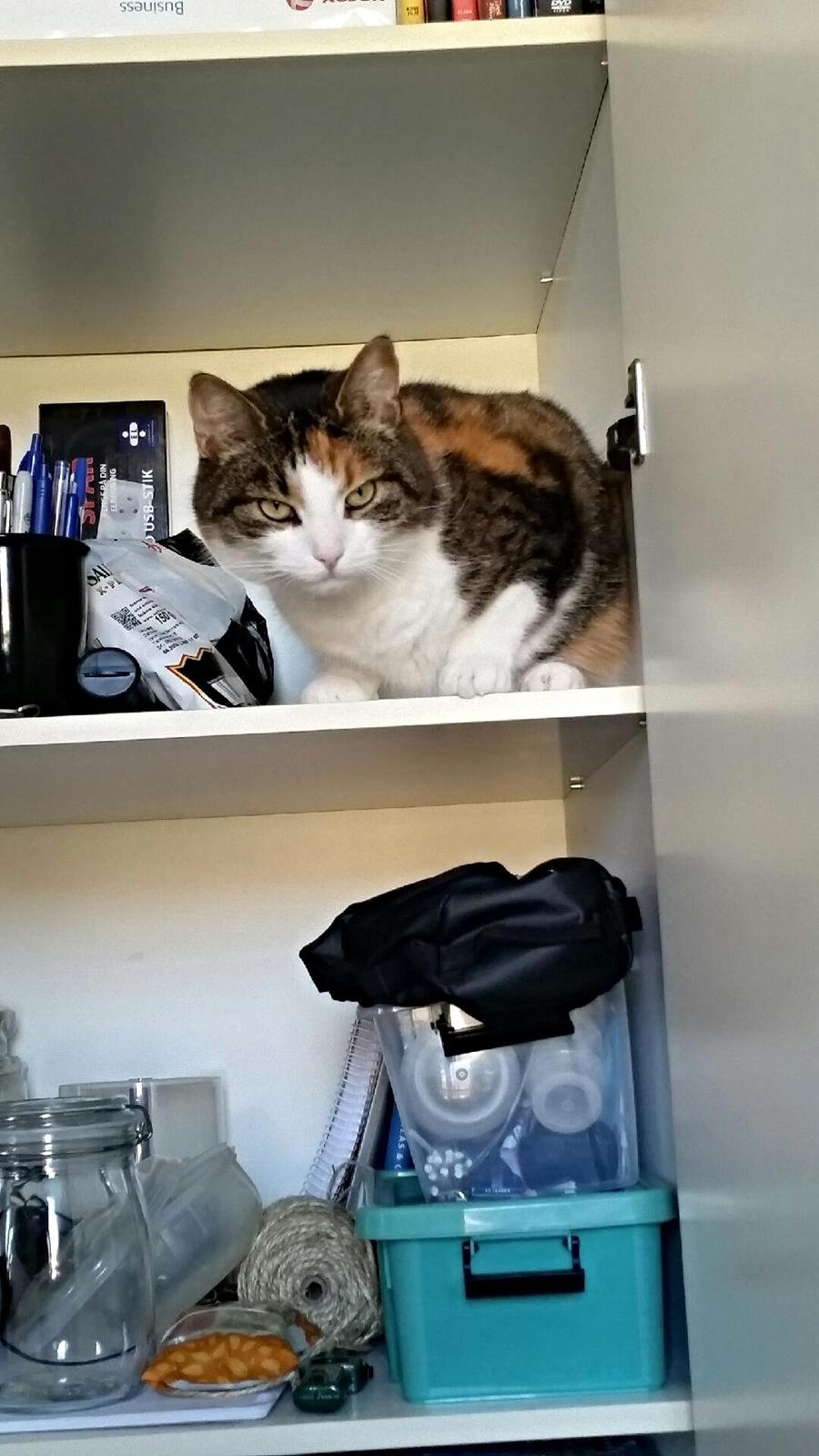 Huskat Chili - et åbent skab skal inspiceres,sådan er det bare billede 23