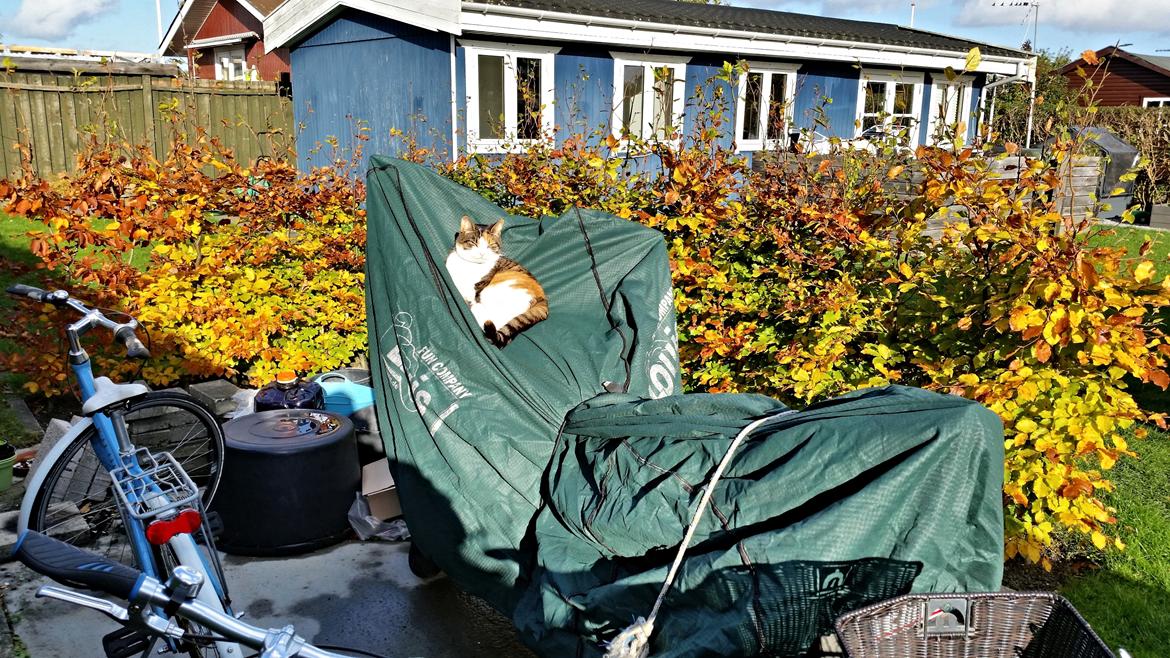 Huskat Chili - kattesikret motorcykel billede 17