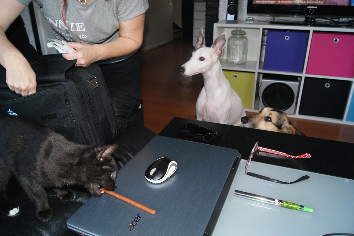 Huskat Bent Miau - Snuppet på fersk gerning.... FYYYYYYY Bent billede 15