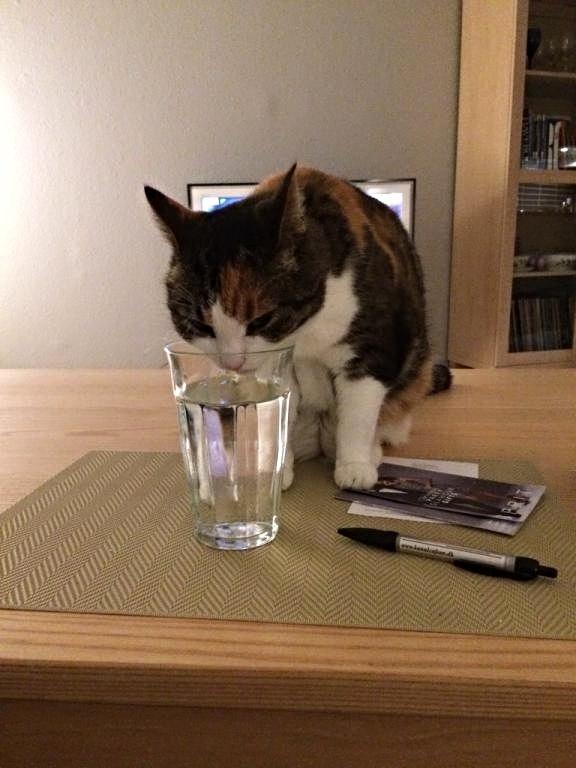 Huskat Chili - Mor var væk i to min og det her er meget bedre end min vandskål billede 48