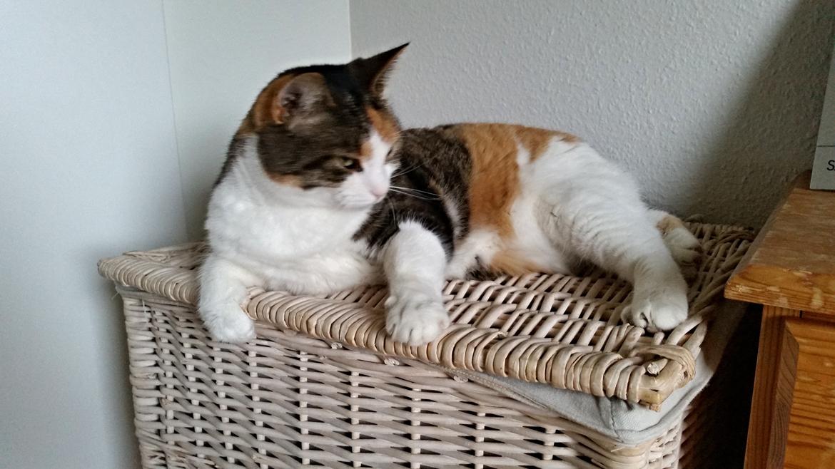 Huskat Chili - jeg passer på at ingen løber med vasketøjet billede 2