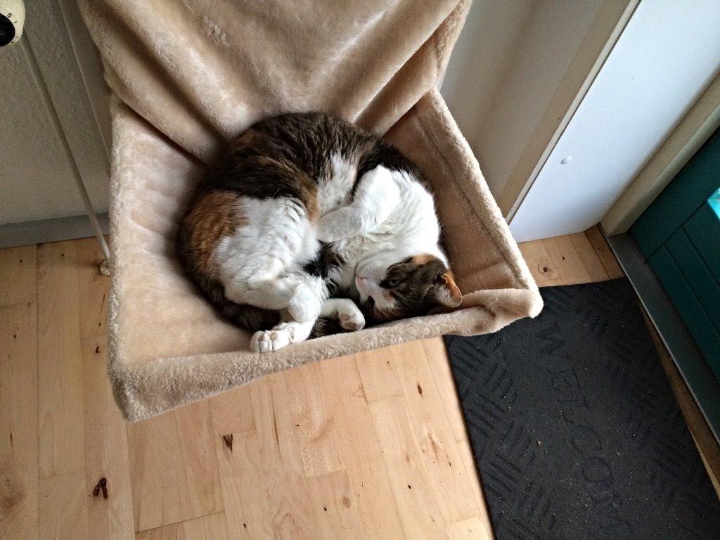 Huskat Chili - ahh putte putte billede 22