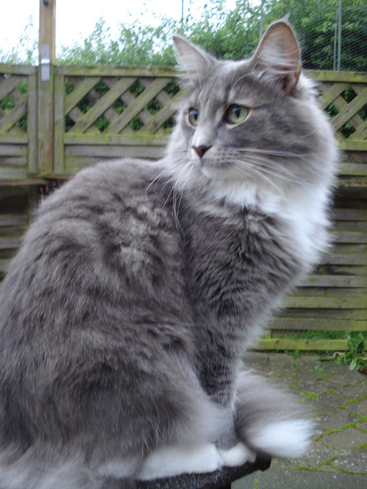 Norsk Skovkat Fernando Felix DK Miss Ronski's billede 25