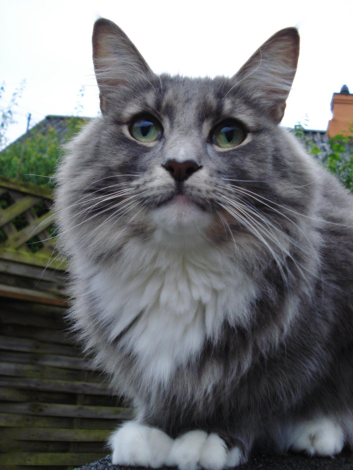 Norsk Skovkat Fernando Felix DK Miss Ronski's billede 26