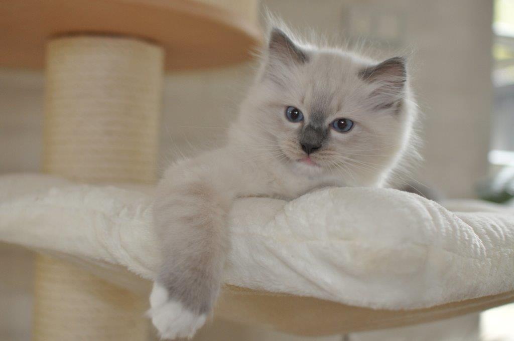 Ragdoll DK Fjordbækken's Santino billede 2