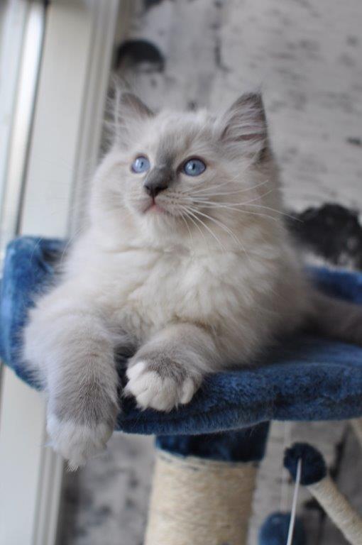 Ragdoll DK Fjordbækken's Santino billede 1