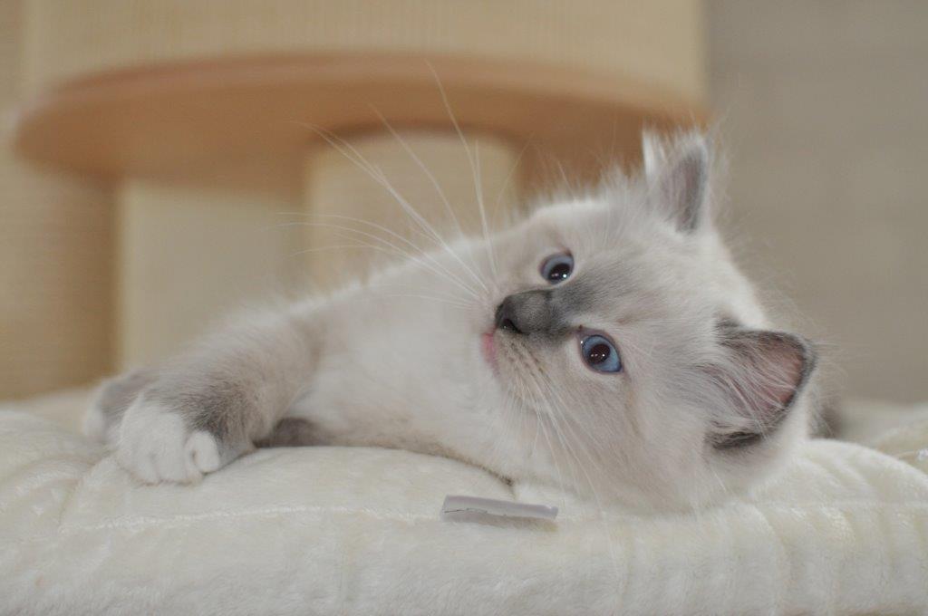 Ragdoll DK Fjordbækken's Santino billede 4