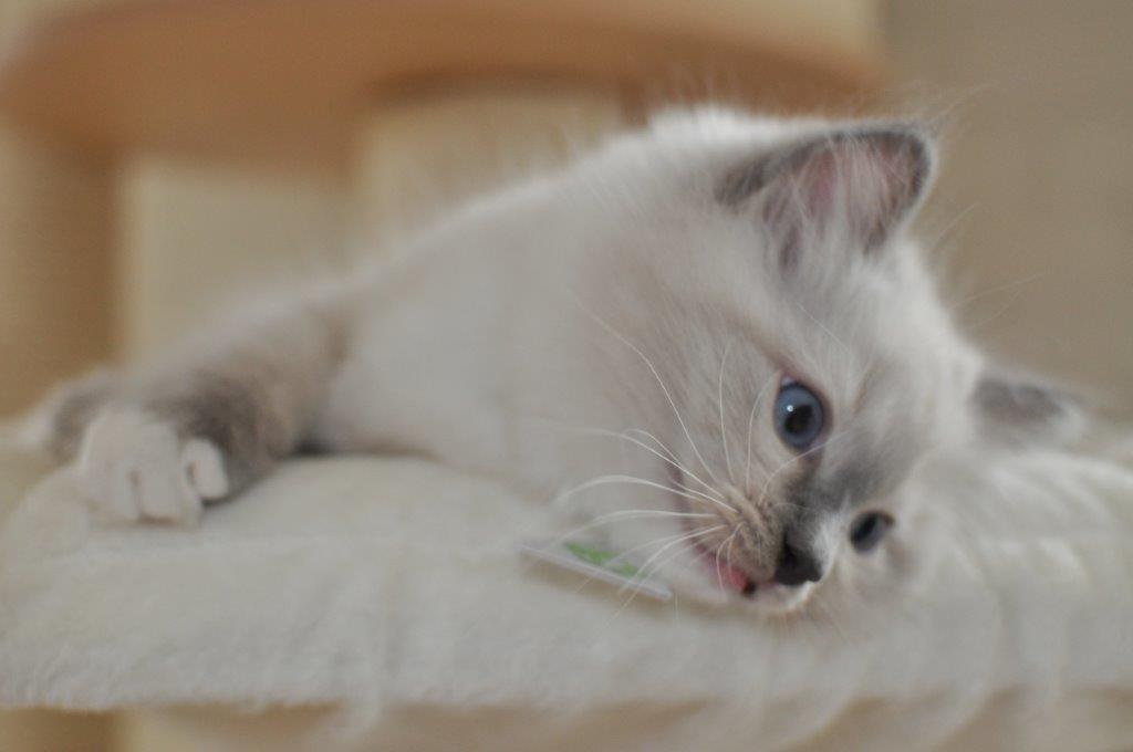 Ragdoll DK Fjordbækken's Santino billede 5