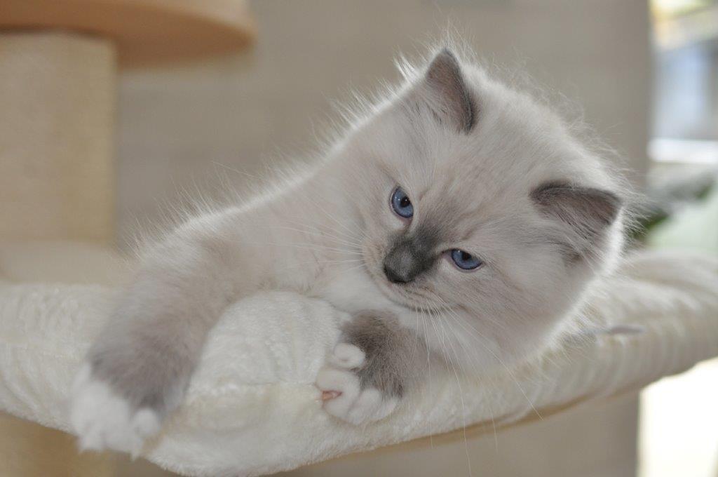 Ragdoll DK Fjordbækken's Santino billede 6