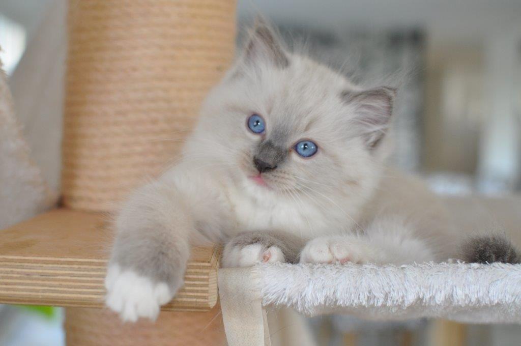 Ragdoll DK Fjordbækken's Santino billede 7