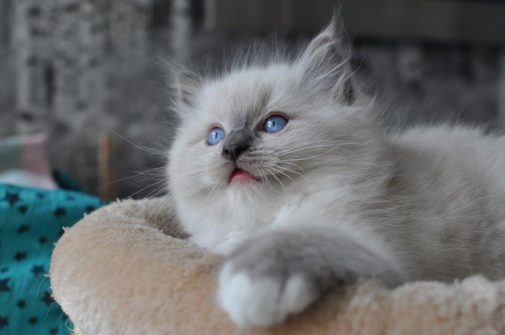 Ragdoll DK Fjordbækken's Santino billede 8