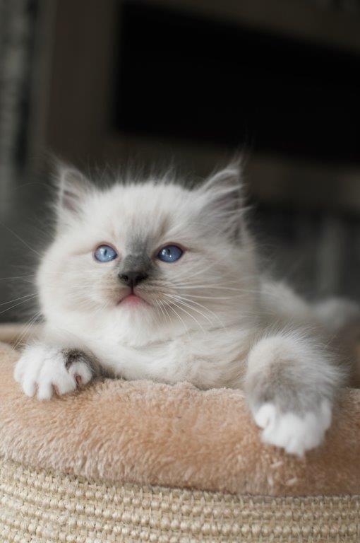 Ragdoll DK Fjordbækken's Santino billede 9