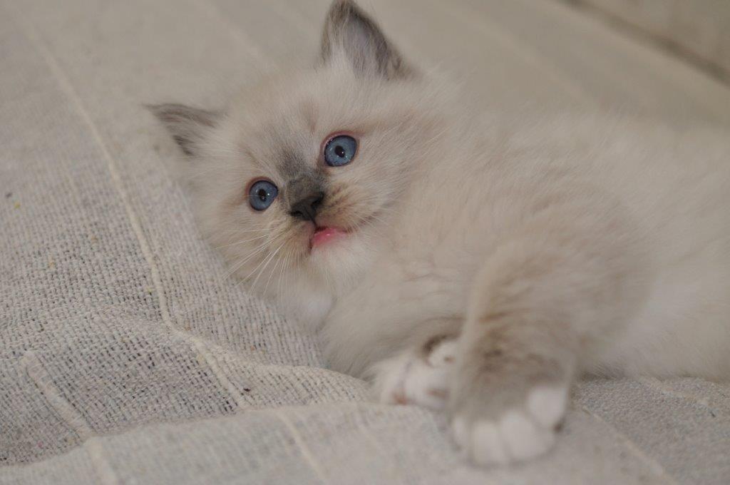 Ragdoll DK Fjordbækken's Santino billede 10